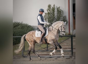 Lusitano, Hengst, 4 Jaar, 165 cm, Appelschimmel
