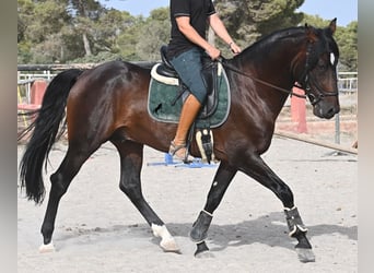 Lusitano, Hengst, 4 Jaar, 165 cm, Bruin