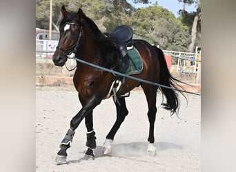 Lusitano, Hengst, 4 Jaar, 165 cm, Bruin