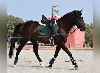 Lusitano, Hengst, 4 Jaar, 165 cm, Bruin