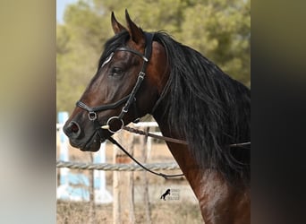Lusitano, Hengst, 4 Jaar, 165 cm, Bruin