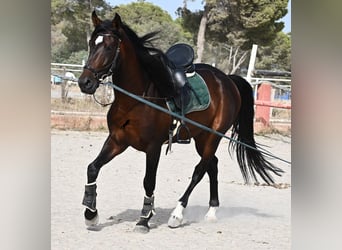 Lusitano, Hengst, 4 Jaar, 165 cm, Bruin
