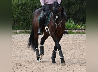 Lusitano, Hengst, 4 Jaar, 165 cm, Bruin