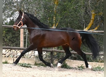 Lusitano, Hengst, 4 Jaar, 165 cm, Bruin