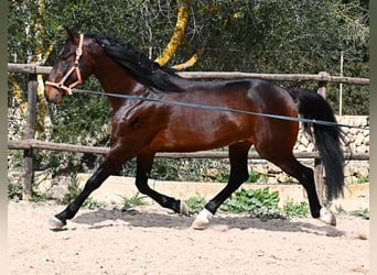 Lusitano, Hengst, 4 Jaar, 165 cm, Bruin