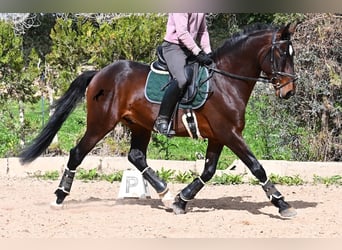 Lusitano, Hengst, 4 Jaar, 165 cm, Bruin