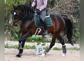 Lusitano, Hengst, 4 Jaar, 165 cm, Bruin