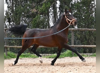 Lusitano, Hengst, 4 Jaar, 165 cm, Bruin