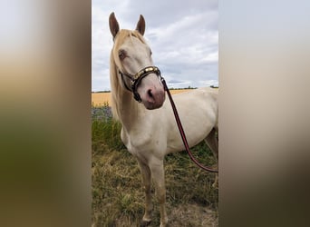 Lusitano, Hengst, 4 Jaar, 165 cm, Perlino