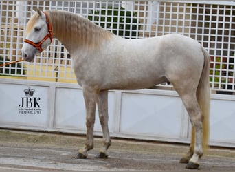 Lusitano, Hengst, 4 Jaar, 165 cm, Perlino