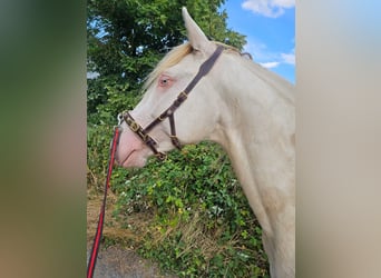 Lusitano, Hengst, 4 Jaar, 165 cm, Perlino