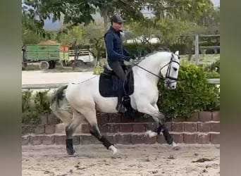 Lusitano, Hengst, 4 Jaar, 165 cm, Schimmel
