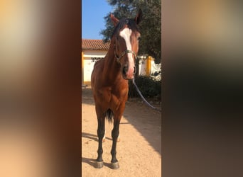 Lusitano, Hengst, 4 Jaar, 166 cm, Bruin