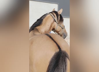 Lusitano, Hengst, 4 Jaar, 166 cm, Falbe