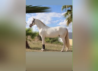 Lusitano, Hengst, 4 Jaar, 166 cm, Pearl