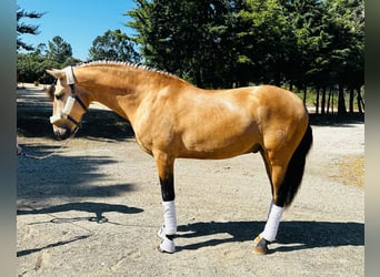 Lusitano, Hengst, 4 Jaar, 166 cm, Roodbruin