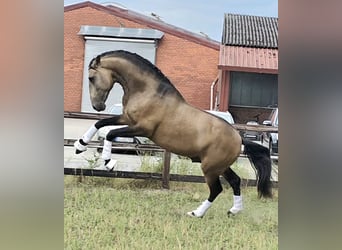 Lusitano, Hengst, 4 Jaar, 167 cm, Buckskin