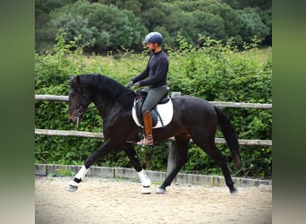 Lusitano, Hengst, 4 Jaar, 168 cm, Donkerbruin