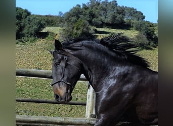 Lusitano, Hengst, 4 Jaar, 168 cm, Donkerbruin