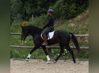 Lusitano, Hengst, 4 Jaar, 168 cm, Donkerbruin