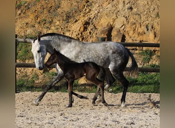 Lusitano, Hengst, 4 Jaar, 168 cm, Donkerbruin