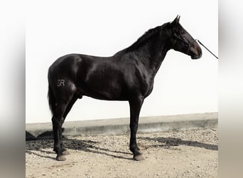 Lusitano, Hengst, 4 Jaar, 168 cm, Donkerbruin