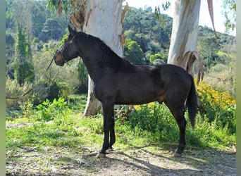 Lusitano, Hengst, 4 Jaar, 168 cm, Donkerbruin