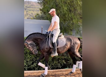 Lusitano, Hengst, 4 Jaar, 170 cm, Bruin