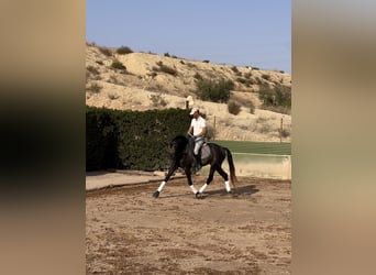 Lusitano, Hengst, 4 Jaar, 170 cm, Bruin