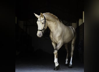 Lusitano Mix, Hengst, 4 Jaar, 170 cm, Pearl