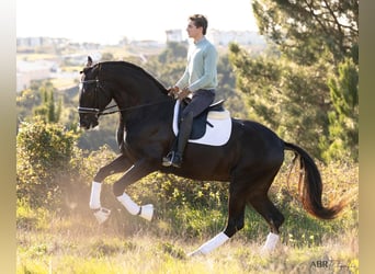 Lusitano, Hengst, 4 Jaar, 172 cm, Zwart