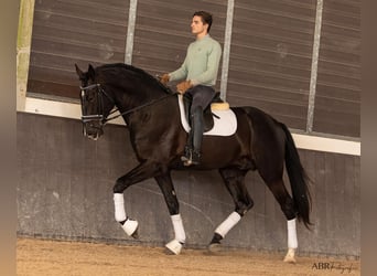 Lusitano, Hengst, 4 Jaar, 172 cm, Zwart
