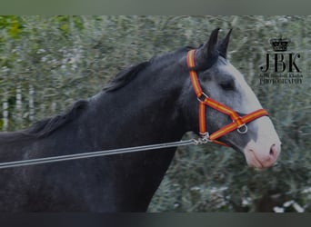 Lusitano, Hengst, 4 Jaar, 172 cm, Zwartschimmel