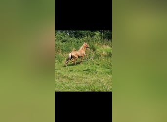 Lusitano Mix, Hengst, 4 Jaar, Palomino