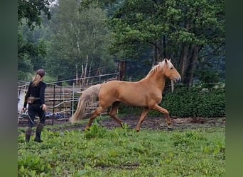 Lusitano Mix, Hengst, 4 Jaar, Palomino