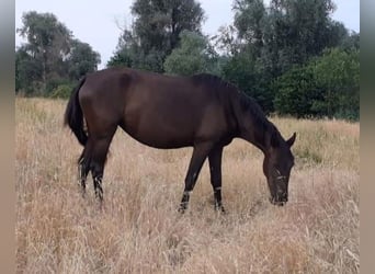 Lusitano Mix, Hengst, 4 Jaar, Palomino