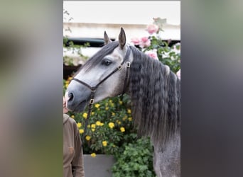 Lusitano, Hengst, 5 Jaar, 156 cm, Appelschimmel