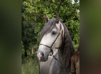 Lusitano, Hengst, 5 Jaar, 156 cm, Appelschimmel