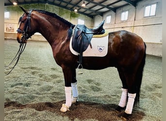 Lusitano, Hengst, 5 Jaar, 158 cm, Bruin