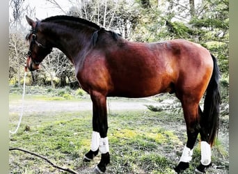 Lusitano, Hengst, 5 Jaar, 158 cm, Bruin