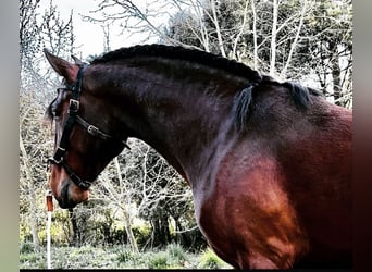 Lusitano, Hengst, 5 Jaar, 158 cm, Bruin