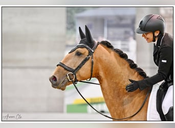 Lusitano, Hengst, 5 Jaar, 158 cm, Buckskin