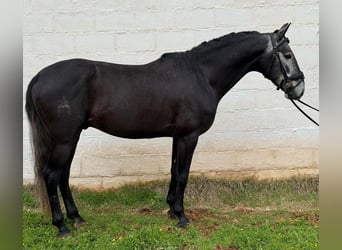 Lusitano, Hengst, 5 Jaar, 158 cm, Schimmel