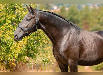 Lusitano, Hengst, 5 Jaar, 159 cm, Schimmel