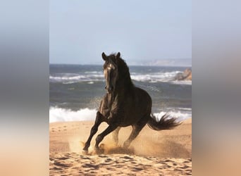 Lusitano, Hengst, 5 Jaar, 159 cm, Schimmel