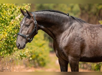 Lusitano, Hengst, 5 Jaar, 159 cm, Schimmel