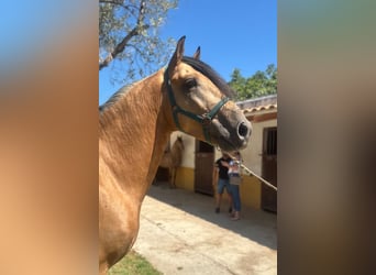 Lusitano, Hengst, 5 Jaar, 160 cm, Buckskin