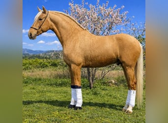 Lusitano, Hengst, 5 Jaar, 160 cm, Palomino