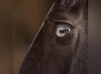 Lusitano, Hengst, 5 Jaar, 161 cm, Zwartbruin