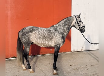 Lusitano, Hengst, 5 Jaar, 162 cm, Appelschimmel